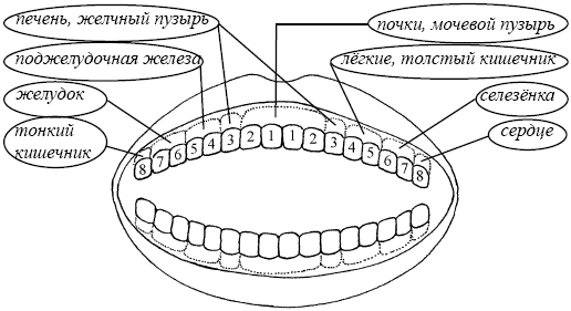 Соответвтсвие зубов и внутренних органов