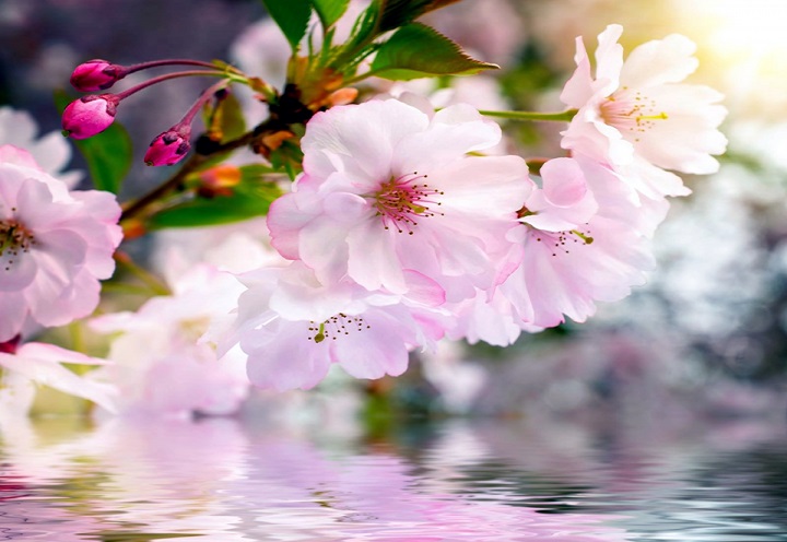 Гороскоп на апрель 2019 года. Апрель - месяц расцвета и возрождения. Фото