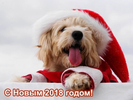 Гороскоп на 2018 год Желтой Земляной Собаки. Фото