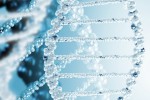 ДНК. Эталонные клетки ДНК - клетки бессмертия