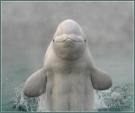 О китах, дельфинах, любви и Лемурии. Кираэль. Фото