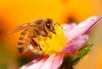 Цветы и пчелы (домоседы и путешественники)