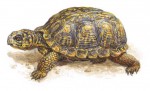 Даосское упражнение "Черепаха втягивает голову". Фото