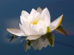 Практика Цветок Лотоса. Фото