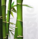 Света (бамбук): фотография пользователя сайта Живое Знание.