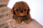 Diana (Schnuki): фотография пользователя сайта Живое Знание.